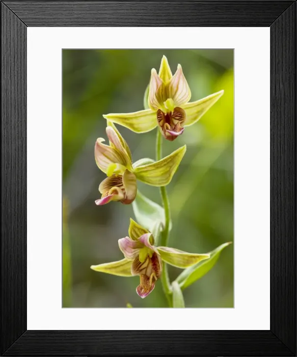 Framed Print : Giant Helleborine (Epipactis gigantea) - beautiful wetland orchid, Klamath, North California Framed Print : Giant Helleborine (Epipactis gigantea) - beautiful wetland orchid, Klamath, North California
