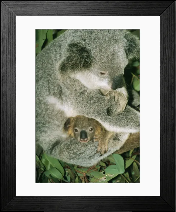 Framed Print : Koala PM 3455 With infant, Australia. Phascolaretos cinereus © Pat Morris / ARDEA LONDON Framed Print : Koala PM 3455 With infant, Australia. Phascolaretos cinereus © Pat Morris / ARDEA LONDON