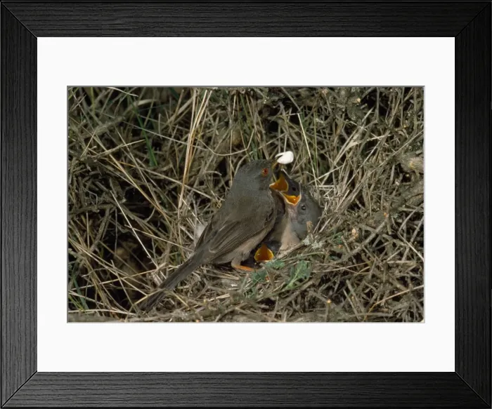 Framed Print : Dartford Warbler - adult removing fecal sac from nest Framed Print : Dartford Warbler - adult removing fecal sac from nest