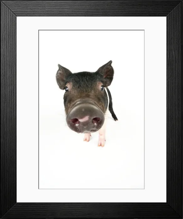 Framed Print : Pig. Saddleback cross piglet Framed Print : Pig. Saddleback cross piglet