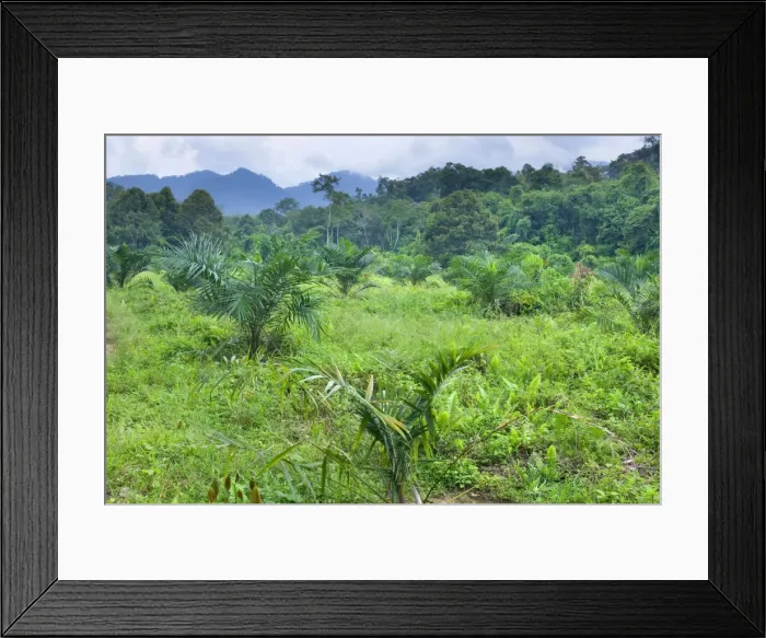 Framed Print : African oil palm plantation - another precious segment of tropical rainforest has been cut to change it into a palm oil plantation. This is a young plantation right at the border to Gunung Leuser National Park Framed Print : African oil palm plantation - another precious segment of tropical rainforest has been cut to change it into a palm oil plantation. This is a young plantation right at the border to Gunung Leuser National Park