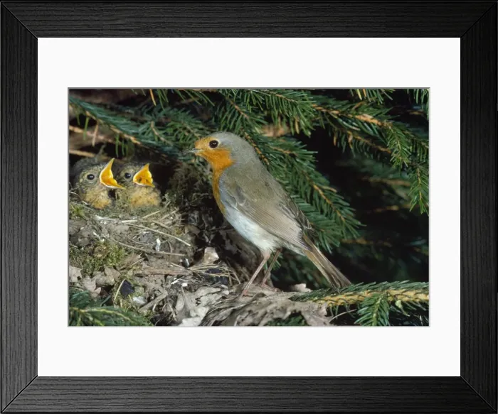 Framed Print : Robin - at nest with young Framed Print : Robin - at nest with young