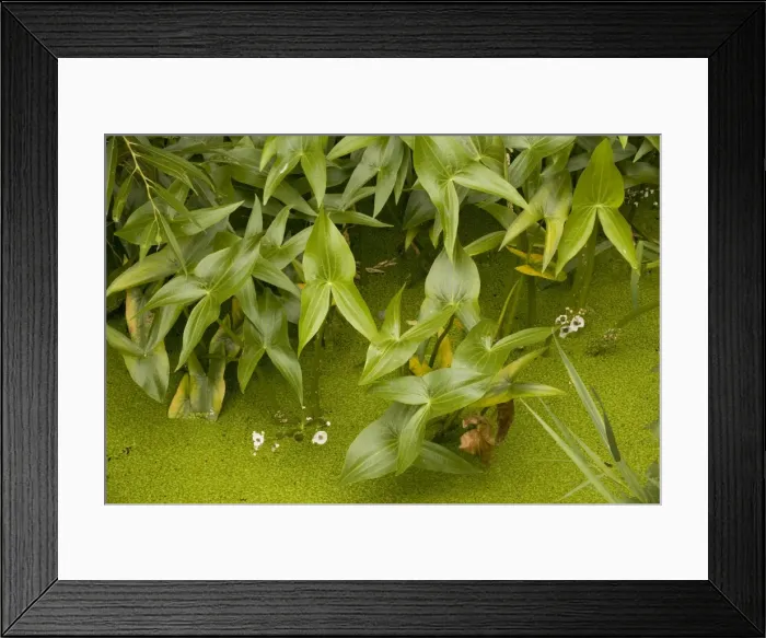 Framed Print : Arrowheads in ditch (Sagittaria sagittifolia). Stour valley, Dorset Framed Print : Arrowheads in ditch (Sagittaria sagittifolia). Stour valley, Dorset