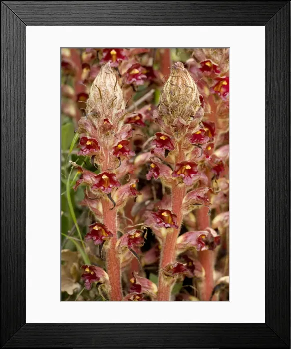 Framed Print : Greater Broomrape (Orobanche rapum-genistae); very rare in UK. Root parasite on gorse and broom Framed Print : Greater Broomrape (Orobanche rapum-genistae); very rare in UK. Root parasite on gorse and broom