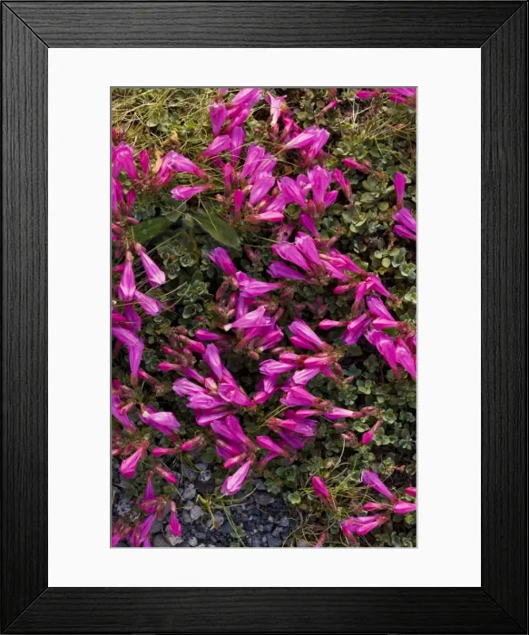 Framed Print : Cliff Penstemon - at high altitude on Mount Rainier, Cascade Mountains, Washington Framed Print : Cliff Penstemon - at high altitude on Mount Rainier, Cascade Mountains, Washington