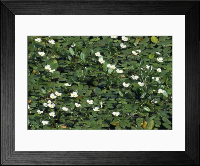 Framed Print : Floating Water-plantain Framed Print : Floating Water-plantain