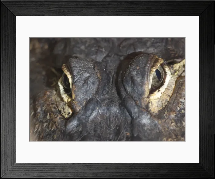Framed Print : American Alligator - eyes - North America Framed Print : American Alligator - eyes - North America