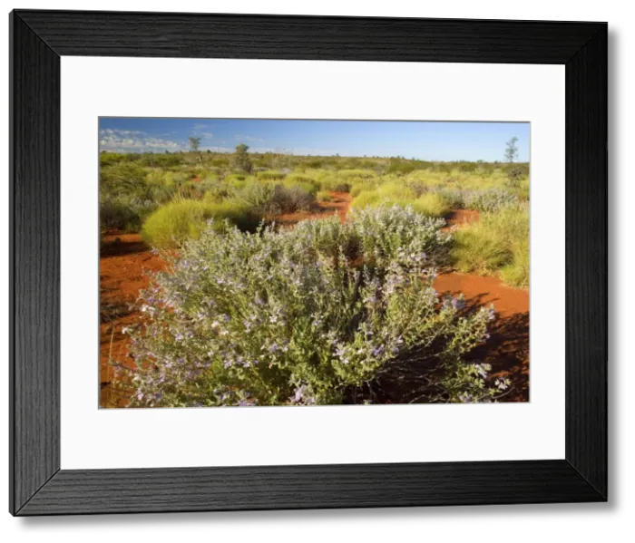 Framed Print : Spring desert - flowering bushes and freshly sprouted spinifex grass in the red desert in early spring - Western Australia, Australia Framed Print : Spring desert - flowering bushes and freshly sprouted spinifex grass in the red desert in early spring - Western Australia, Australia
