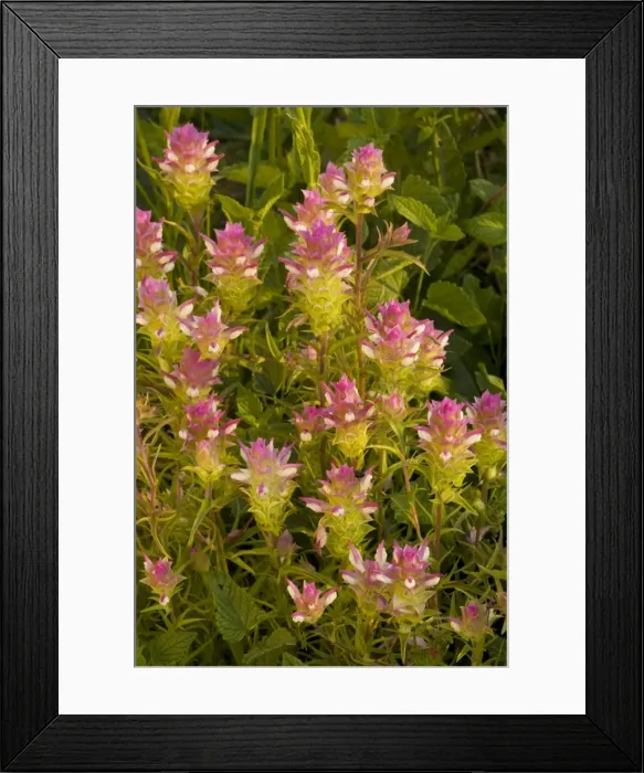 Framed Print : Broad-scaled Mountain clover / Siskiyou Mountain Clover (Orthocarpus cuspidatus), Mt. Ashland, Oregon Framed Print : Broad-scaled Mountain clover / Siskiyou Mountain Clover (Orthocarpus cuspidatus), Mt. Ashland, Oregon