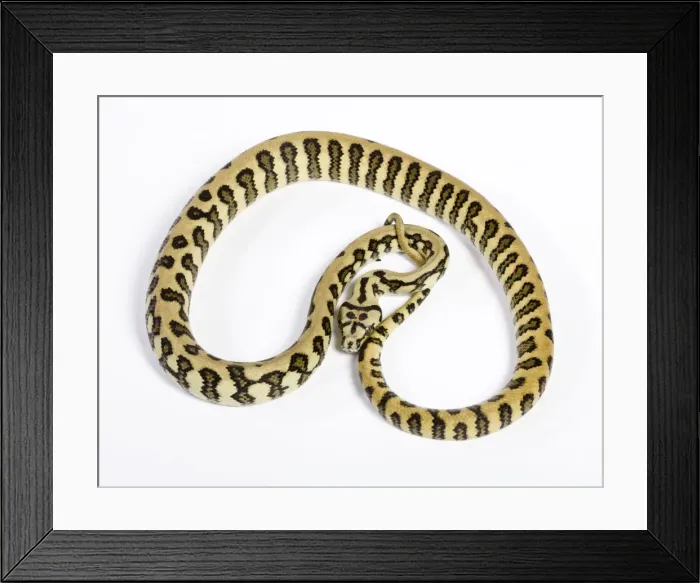Framed Print : Coastal Carpet Python - Mcdowelli sub-species - “Jaguar” mutation - Australia Framed Print : Coastal Carpet Python - Mcdowelli sub-species - “Jaguar” mutation - Australia