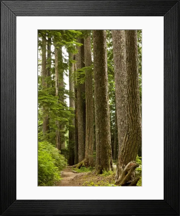 Framed Print : Douglas Fir (Pseudotsuga menziesii) old trees, Lost Lake Old growth forest, Mount Hood, Oregon Framed Print : Douglas Fir (Pseudotsuga menziesii) old trees, Lost Lake Old growth forest, Mount Hood, Oregon