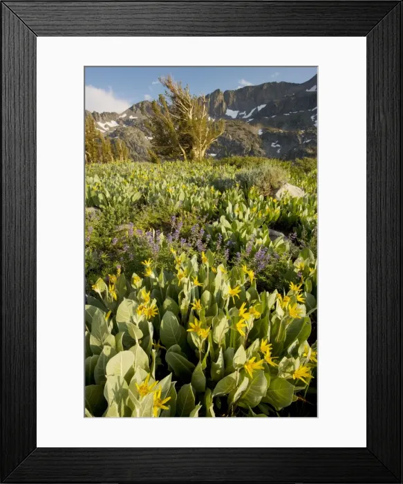 Framed Print : Mule Ears (Wyethia mollis) and lupins near Winnemucca Lake in the Sierra Nevada, Carson Pass, California Framed Print : Mule Ears (Wyethia mollis) and lupins near Winnemucca Lake in the Sierra Nevada, Carson Pass, California