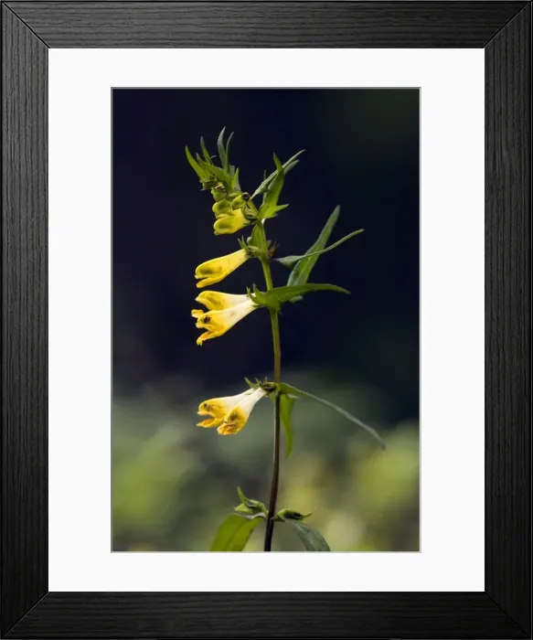 Framed Print : Common cow-wheat (Melampyrum pratense) in woodland, Devon Framed Print : Common cow-wheat (Melampyrum pratense) in woodland, Devon