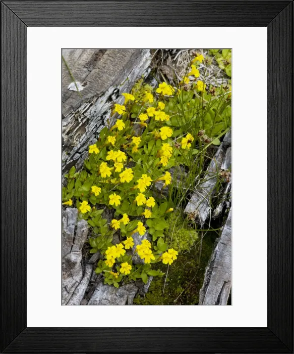Framed Print : Primrose Monkey-flower (Mimulus primuloides) in mass, Mount Lassen National Park, California Framed Print : Primrose Monkey-flower (Mimulus primuloides) in mass, Mount Lassen National Park, California