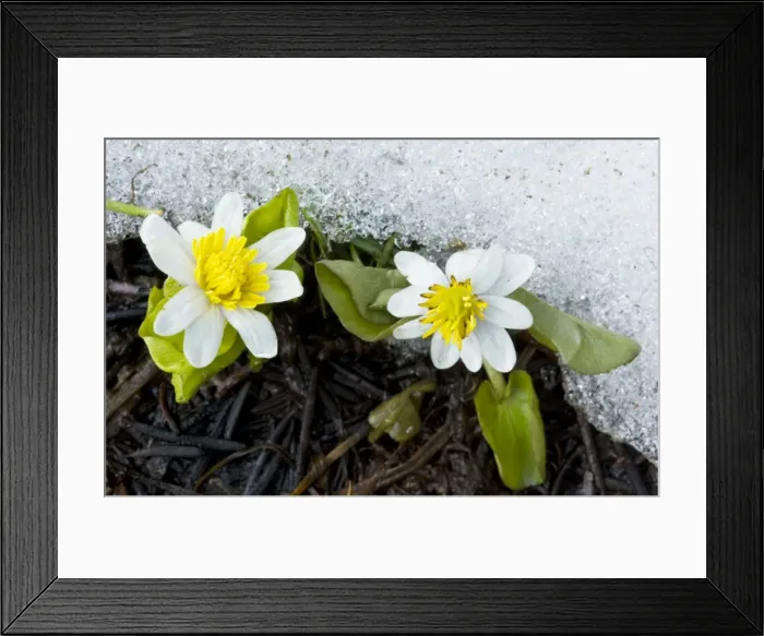 Framed Print : Western Marsh Marigold / White Marsh Marigold (Caltha leptosepala) flowering next to melting snow, near Sisters, Cascade Mountains, Oregon Framed Print : Western Marsh Marigold / White Marsh Marigold (Caltha leptosepala) flowering next to melting snow, near Sisters, Cascade Mountains, Oregon