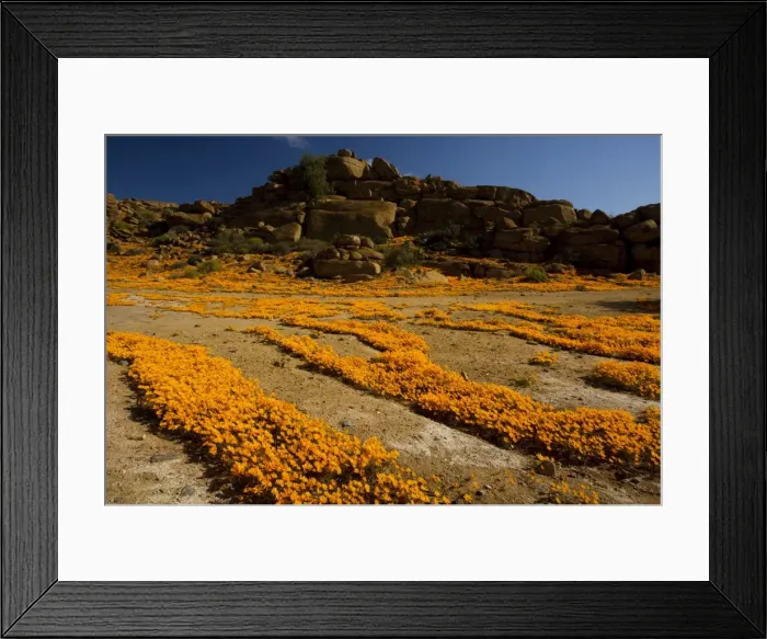 Framed Print : A spectacular orange daisy en masse (Ursinia cakilefolia) around Nababeep in Namaqualand, North Cape, South Africa Framed Print : A spectacular orange daisy en masse (Ursinia cakilefolia) around Nababeep in Namaqualand, North Cape, South Africa
