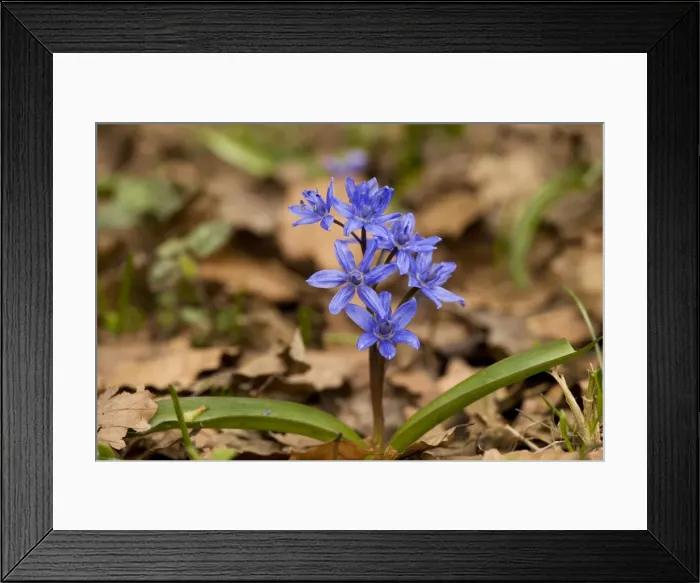 Framed Print : Alpine squill (Scilla bifolia) in high beech woodland. Sicily Framed Print : Alpine squill (Scilla bifolia) in high beech woodland. Sicily