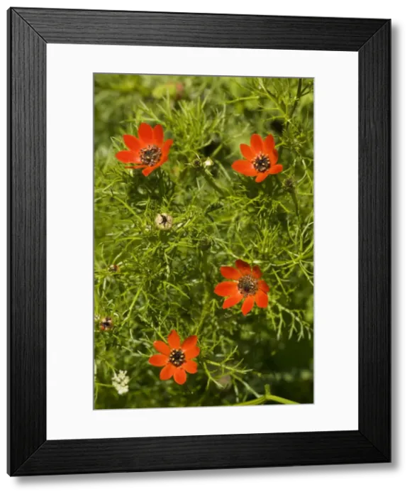 Framed Print : Pheasant's Eye (Adonis annua) - rare cornfield weed in UK Framed Print : Pheasant's Eye (Adonis annua) - rare cornfield weed in UK