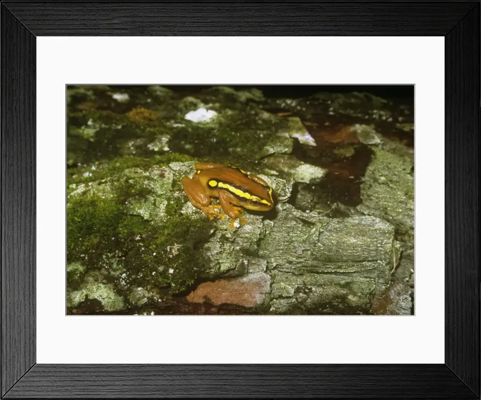Framed Print : Golden Sedge Frog - Malawi