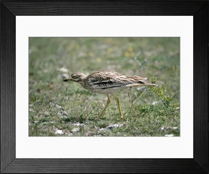 Framed Print : Stone Curlew - France Framed Print : Stone Curlew - France
