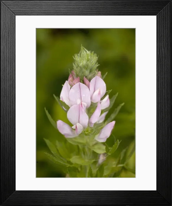 Framed Print : A rest-harrow (Ononis arvensis), north Norway Framed Print : A rest-harrow (Ononis arvensis), north Norway