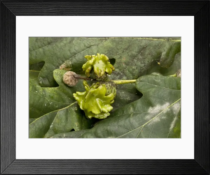 Framed Print : Knopper gall on acorns of common oak (Quercus robur) Framed Print : Knopper gall on acorns of common oak (Quercus robur)