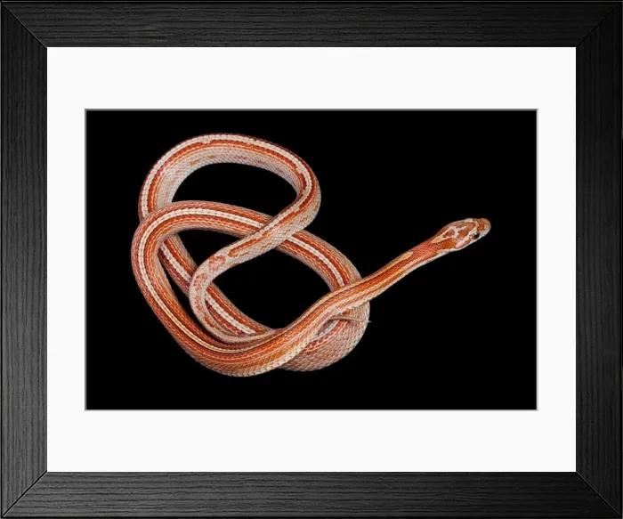 Framed Print : Corn / Red Rat Snake - “Miami stripe” mutation - North America Framed Print : Corn / Red Rat Snake - “Miami stripe” mutation - North America