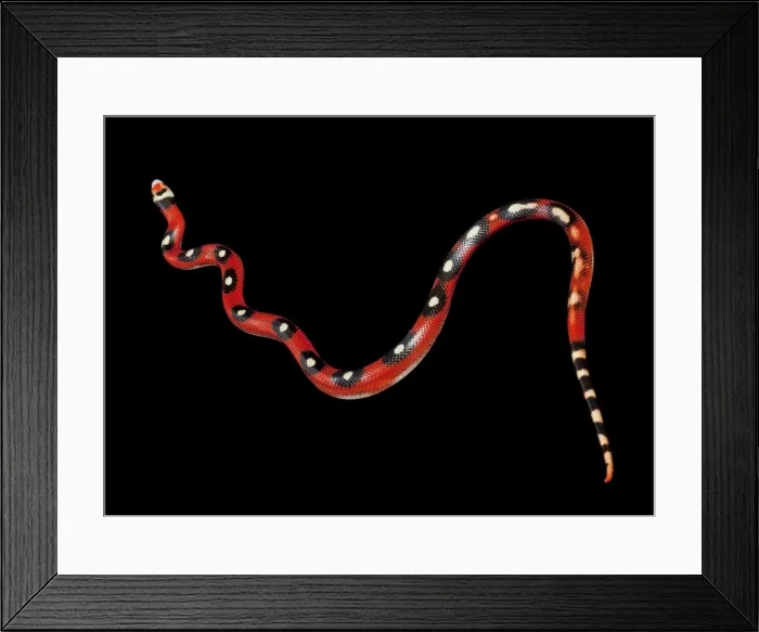 Framed Print : Honduran Milk Snake - “Motley” mutation - North and Central America - these snakes eat other snakes even venomous ones (ophiophagy) - some species of kingsnake have coloration Framed Print : Honduran Milk Snake - “Motley” mutation - North and Central America - these snakes eat other snakes even venomous ones (ophiophagy) - some species of kingsnake have coloration