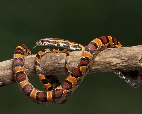 Corn  /  Red Rat Snake - “Okeetee” mutation - North America