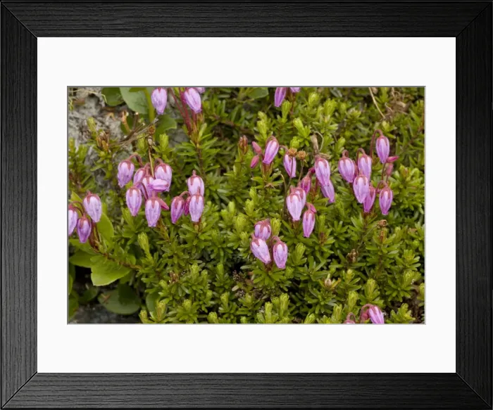 Framed Print : Blue heath (Phyllodoce caerulea) in flower; very rare plant in UK Framed Print : Blue heath (Phyllodoce caerulea) in flower; very rare plant in UK