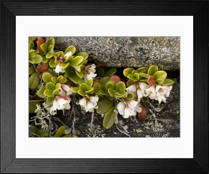 Framed Print : Cowberry (Vaccinium vitis-idaea) in flower. Scotland Framed Print : Cowberry (Vaccinium vitis-idaea) in flower. Scotland