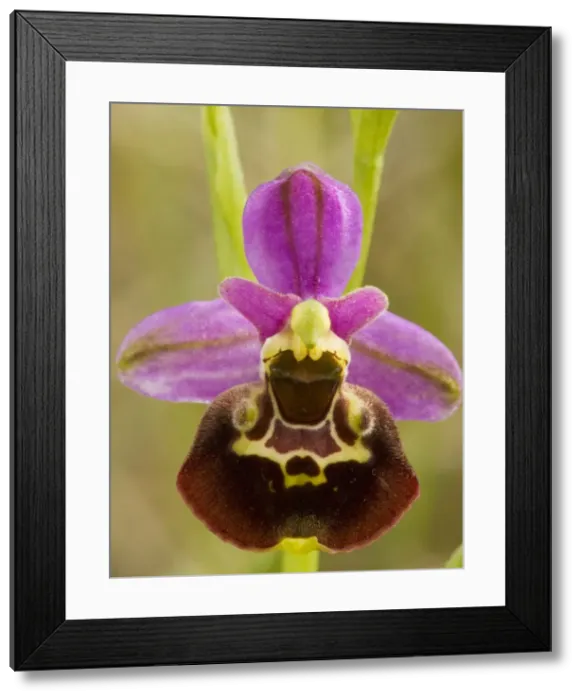 Framed Print : Late Spider Orchid (Ophrys fuciflora). Very rare in UK, on chalk grassland Framed Print : Late Spider Orchid (Ophrys fuciflora). Very rare in UK, on chalk grassland