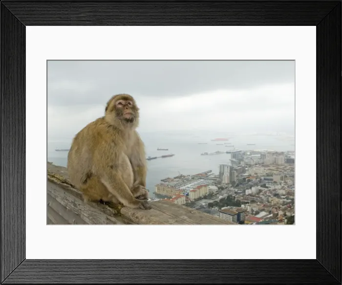 Framed Print : Barbary Macaque / Barbary Ape - in habitat - urban environmental - Gibraltar - Europe Framed Print : Barbary Macaque / Barbary Ape - in habitat - urban environmental - Gibraltar - Europe