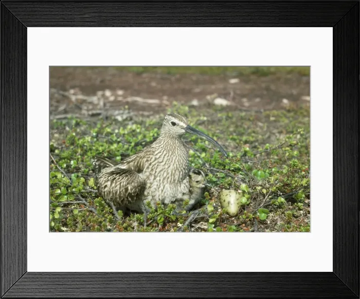 Framed Print : Whimbrel - at nest with young Framed Print : Whimbrel - at nest with young