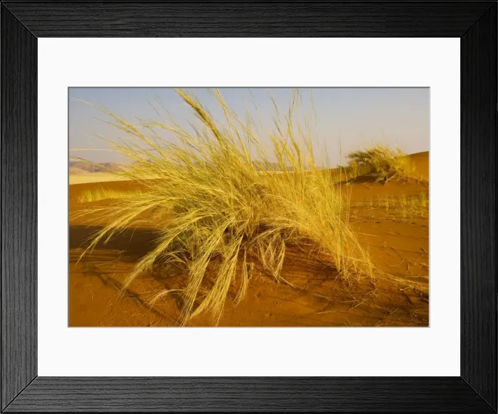 Framed Print : Bushman‚ grass Stipagrostis sabulicola in the Namib Desert, Namibia Framed Print : Bushman‚ grass Stipagrostis sabulicola in the Namib Desert, Namibia