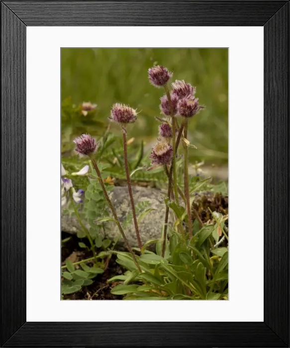 Framed Print : Alpine fleabane (Erigeron borealis): very rare in UK Framed Print : Alpine fleabane (Erigeron borealis): very rare in UK