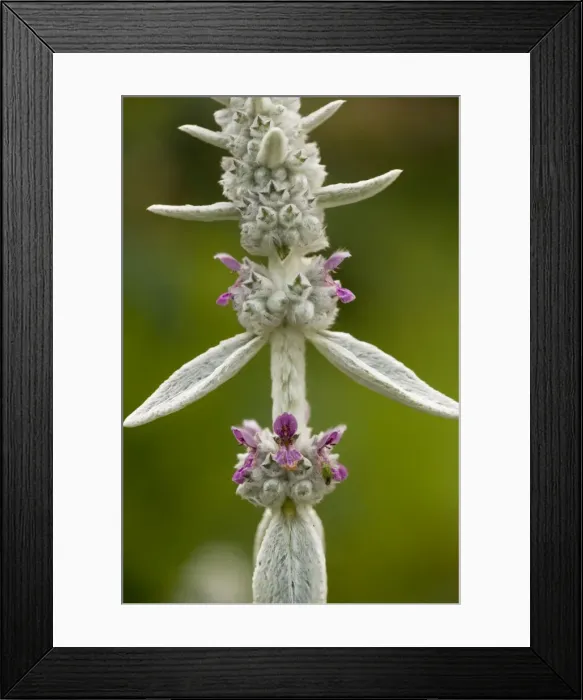 Framed Print : Lamb's ear, Stachys byzantina. Common garden plant, from SE Europe Framed Print : Lamb's ear, Stachys byzantina. Common garden plant, from SE Europe