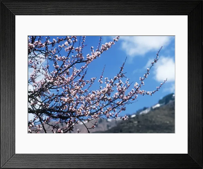 Framed Print : Wild Apricot - blossom Dachigam National Park Jammu and Kashmir Framed Print : Wild Apricot - blossom Dachigam National Park Jammu and Kashmir