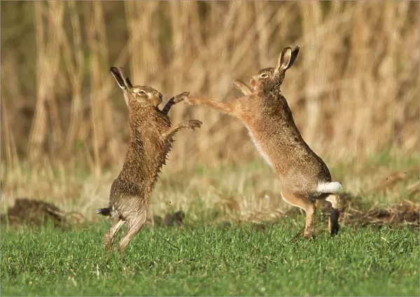 Brown Hares - boxing in field - Oxon - UK - February
