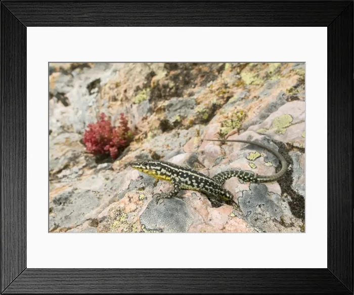 Framed Print : Tyrrhenian Wall Lizard - male in habitat - Corsica - France Framed Print : Tyrrhenian Wall Lizard - male in habitat - Corsica - France