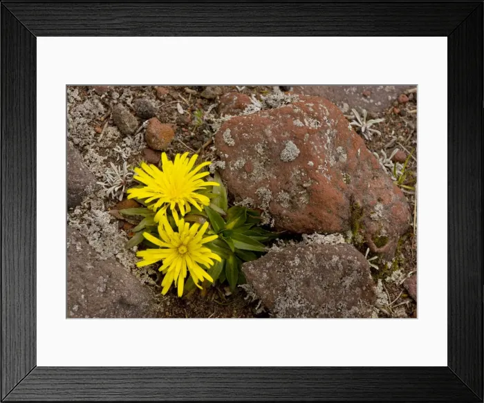 Framed Print : A very dwarf cat's ear (Hypochoeris sessiliflora) in the high paramo on Cotopaxi, Ecuador Framed Print : A very dwarf cat's ear (Hypochoeris sessiliflora) in the high paramo on Cotopaxi, Ecuador