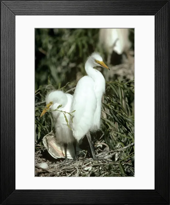 Framed Print : Yellow-billed Egret - young at nest Framed Print : Yellow-billed Egret - young at nest