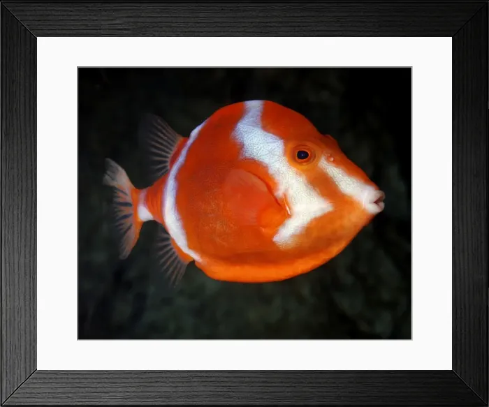 Framed Print : White-barred Boxfish, south Australian coasts