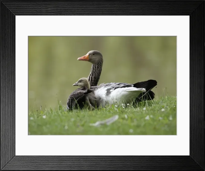 Framed Print : Greylag Goose - parent bird sheltering gosling from cold - Hessen - Germany Framed Print : Greylag Goose - parent bird sheltering gosling from cold - Hessen - Germany