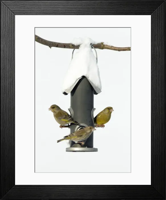 Framed Print : Greenfinch - fighting at bird feeding station in garden - winter - Lower Saxony - Germany Framed Print : Greenfinch - fighting at bird feeding station in garden - winter - Lower Saxony - Germany