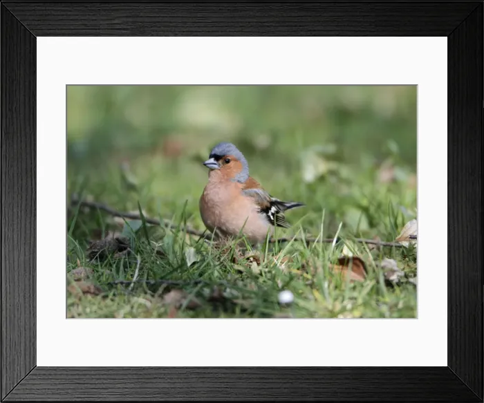 Framed Print : Chaffinch - male on ground - Hessen - Germany Framed Print : Chaffinch - male on ground - Hessen - Germany