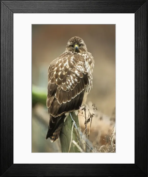 Framed Print : Buzzard - perched on post Framed Print : Buzzard - perched on post