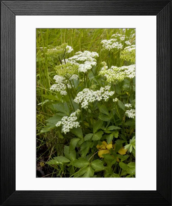 Framed Print : Scots lovage (Ligusticum scoticum). Rare coastal plant in Scotland Framed Print : Scots lovage (Ligusticum scoticum). Rare coastal plant in Scotland