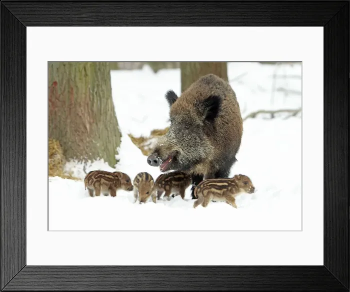 Framed Print : European Wild Pig / Boar - sow with piglets - winter - Hessen - Germany Framed Print : European Wild Pig / Boar - sow with piglets - winter - Hessen - Germany