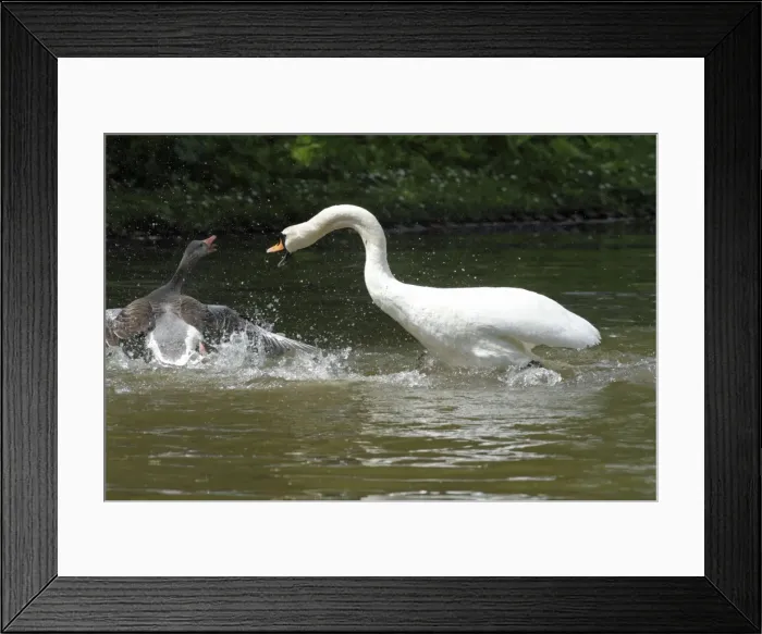 Framed Print : Mute Swan and Greylag Goose (Anser anser) - fighting on lake - Hessen - Germany Framed Print : Mute Swan and Greylag Goose (Anser anser) - fighting on lake - Hessen - Germany